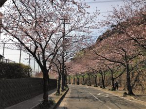 IMG_2886岩戸の桜