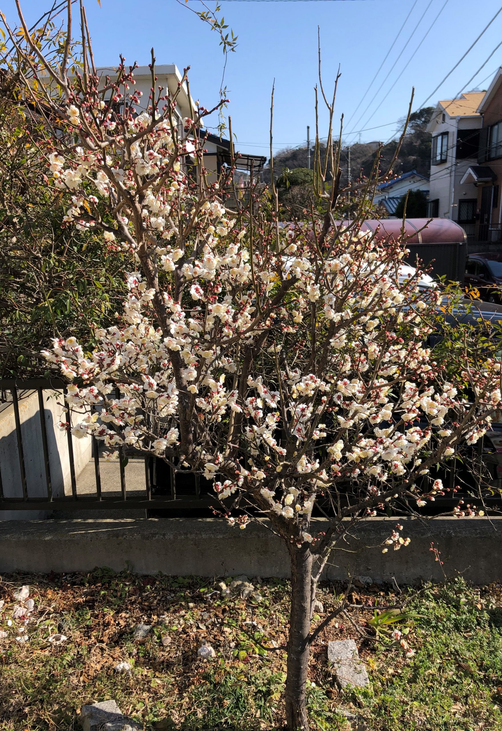 2月18日代表質問を行います
